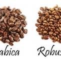 GIẢI MÃ BÍ MẬT TẠO NÊN SỰ HOÀN HẢO CỦA RIO COFFEE