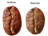 PHÂN BIỆT CÀ PHÊ ARABICA VÀ CÀ PHÊ ROBUSTA